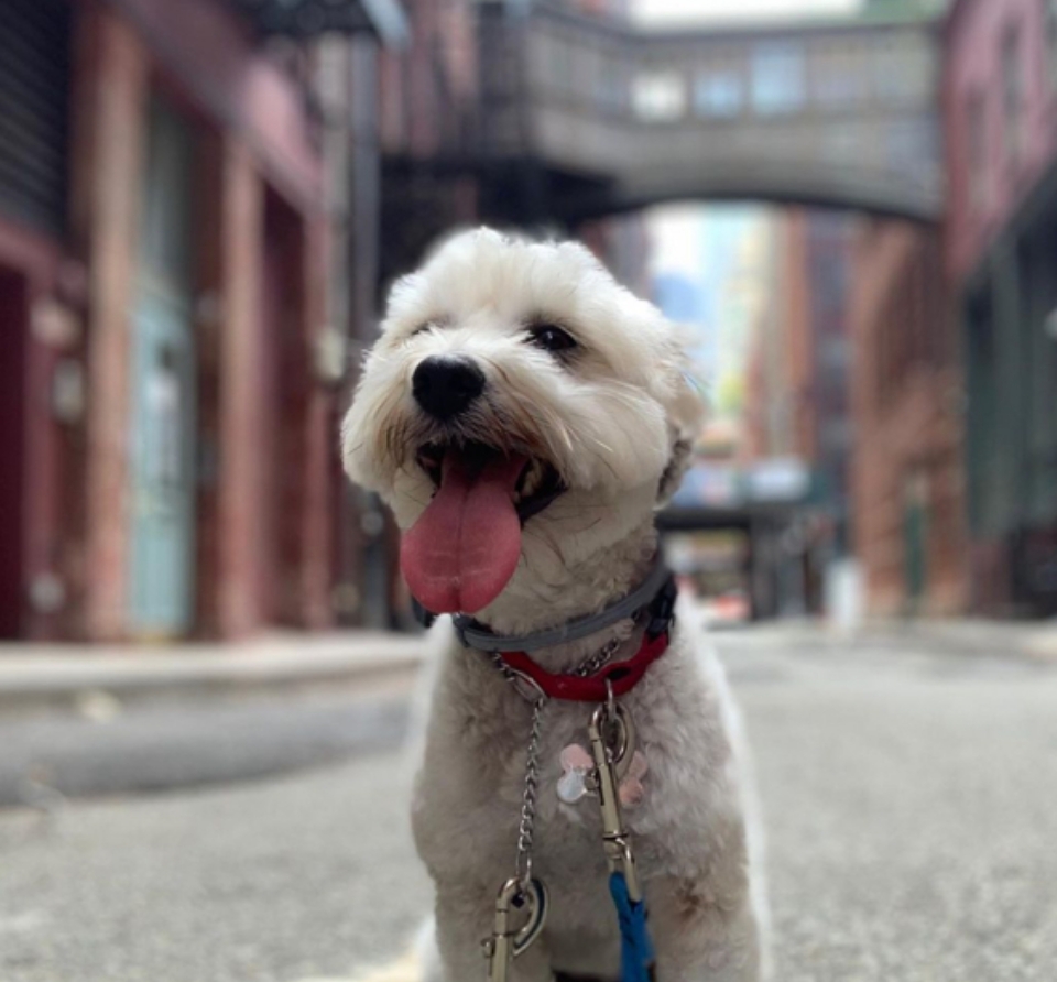 a white dog walking