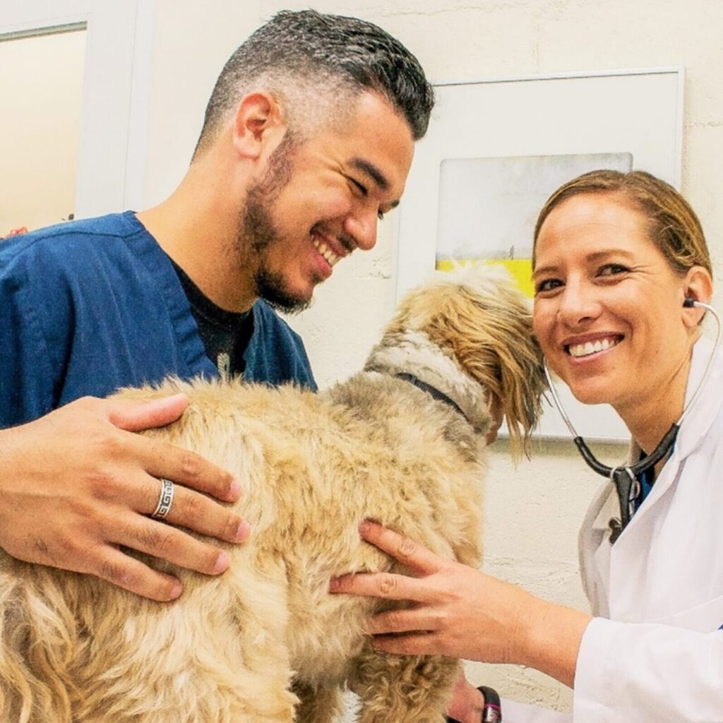 example of the care provided during surgical onboarding. Two veterinary professional holding a dog while the veterinarian examines it with a stethoscope