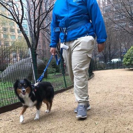 a person walking a small dog in a park