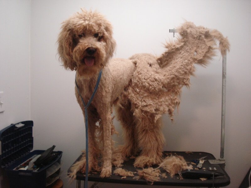 a brown dog half way through getting a shave down