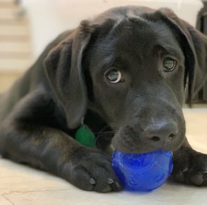 a black puppy lying down with a blue ball in her mouth