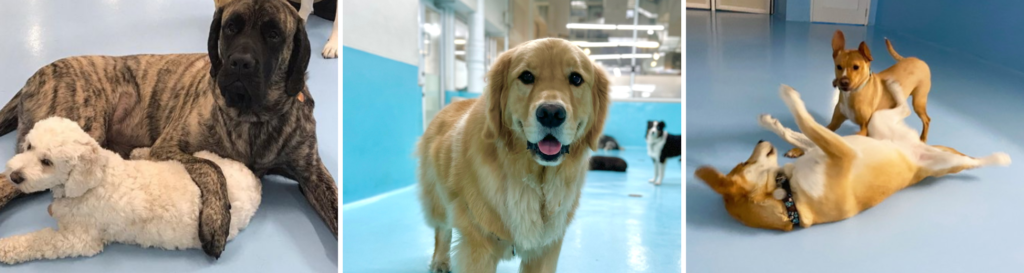 dogs utilizing the socialization tool: daycare in three capacities: resting, engaging with humans, and engaging with other dogs