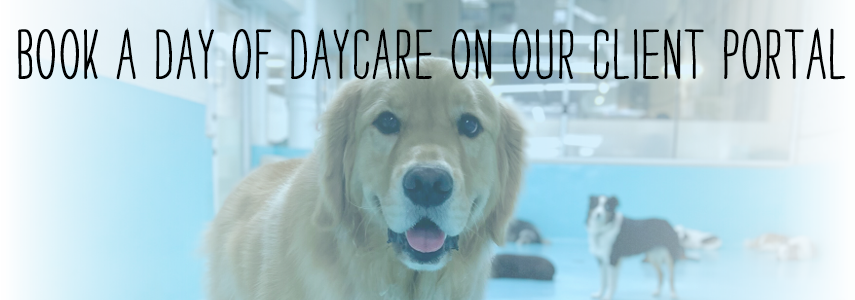 daycare vs dog walking portal link