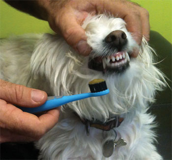 bb_dog_toothbrushing