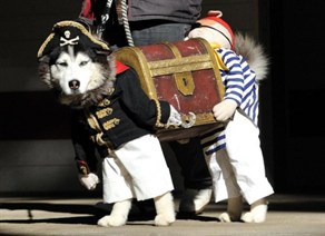 dog-pirate_292x212