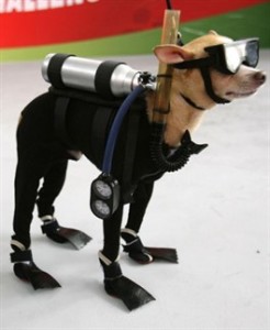 dog_scuba_265x323