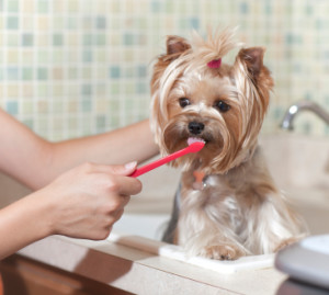 Brushing a yorkie's teeth.