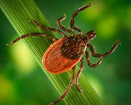 tick