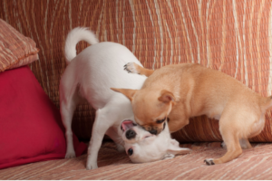 playtime-pic-1