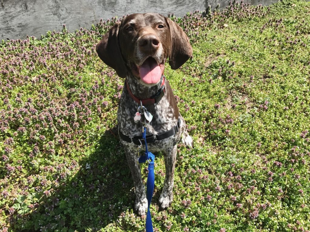 slip lead pros and cons