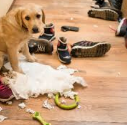 golden retriever separation anxiety